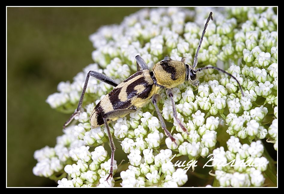 Chlorophorus varius