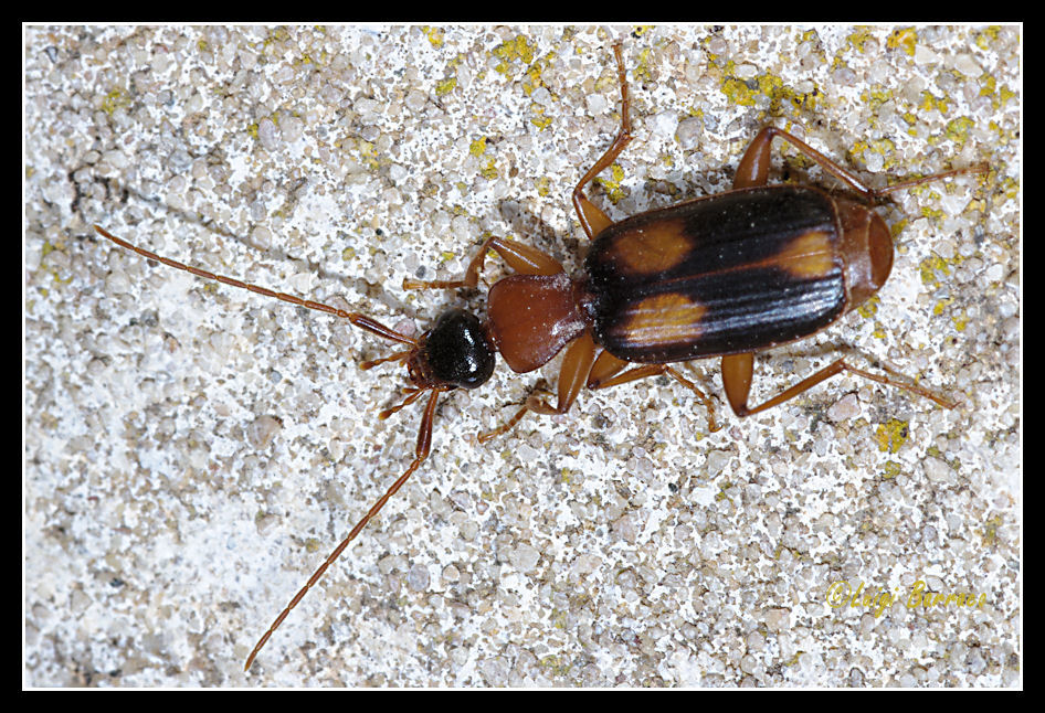 Carabidae: Zuphium olens