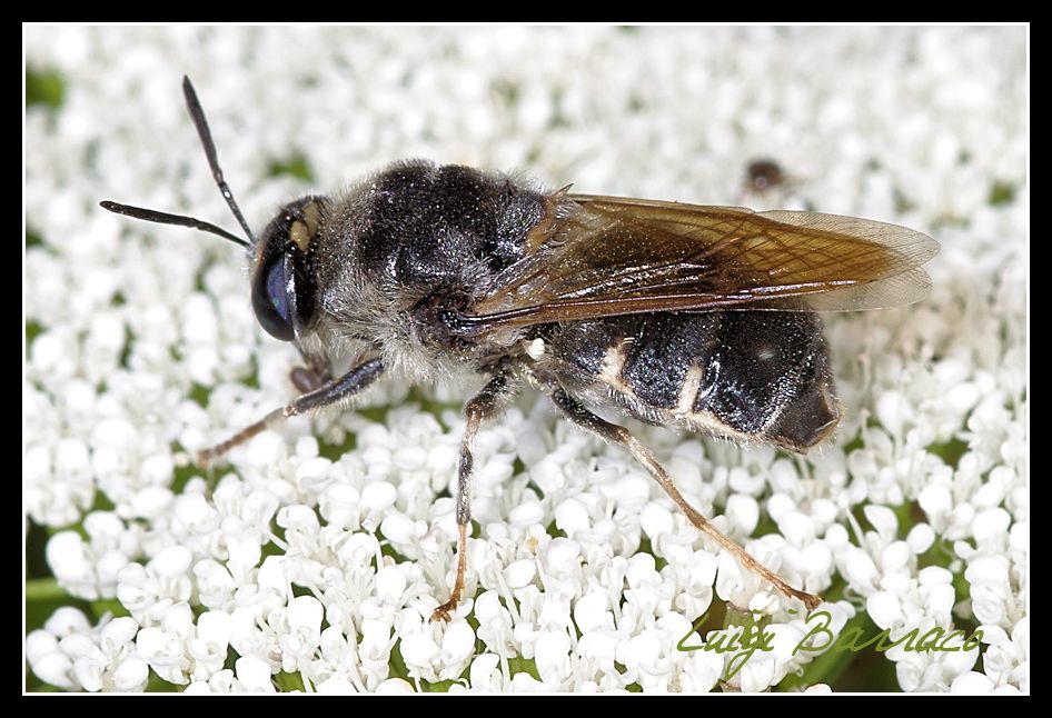 Stratiomys