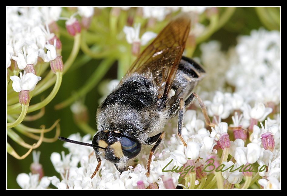Stratiomys