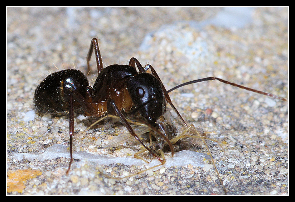 Temibili predatrici: Camponotus barbaricus