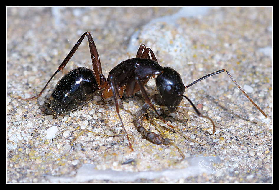 Temibili predatrici: Camponotus barbaricus