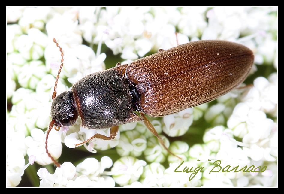 Athous vittatus? no, Agriotes sp.