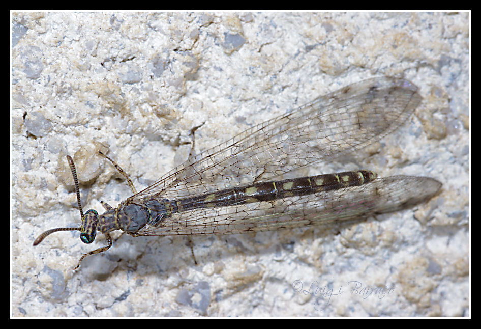 Distoleon tetragrammicus? - Neuroleon egenus