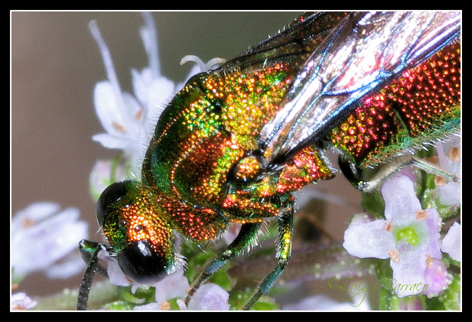 Un gioiello di vespa: Stilbum cyanurum (Forster, 1771)