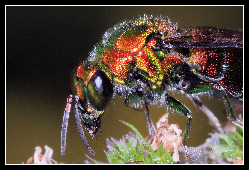 Un gioiello di vespa: Stilbum cyanurum (Forster, 1771)