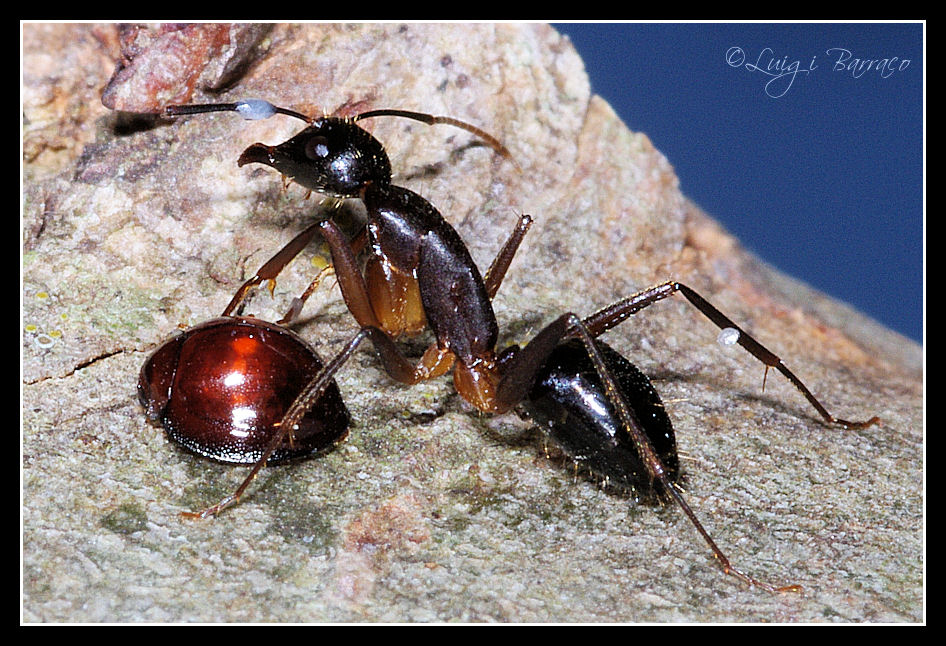 Temibili predatrici: Camponotus barbaricus
