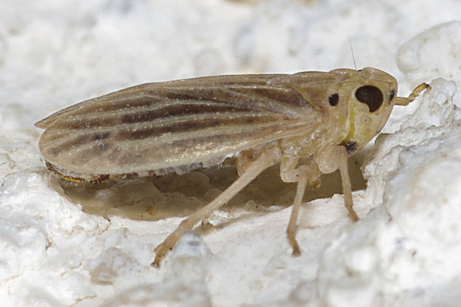 Ommatissus binotatus