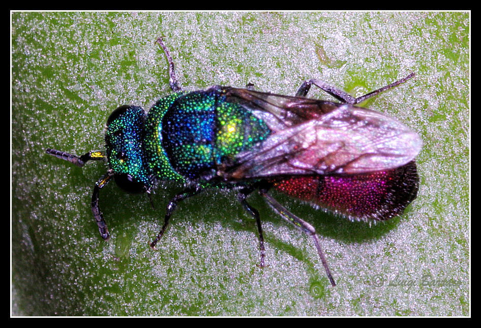 Chrysura refulgens? no, Chrysis comparata