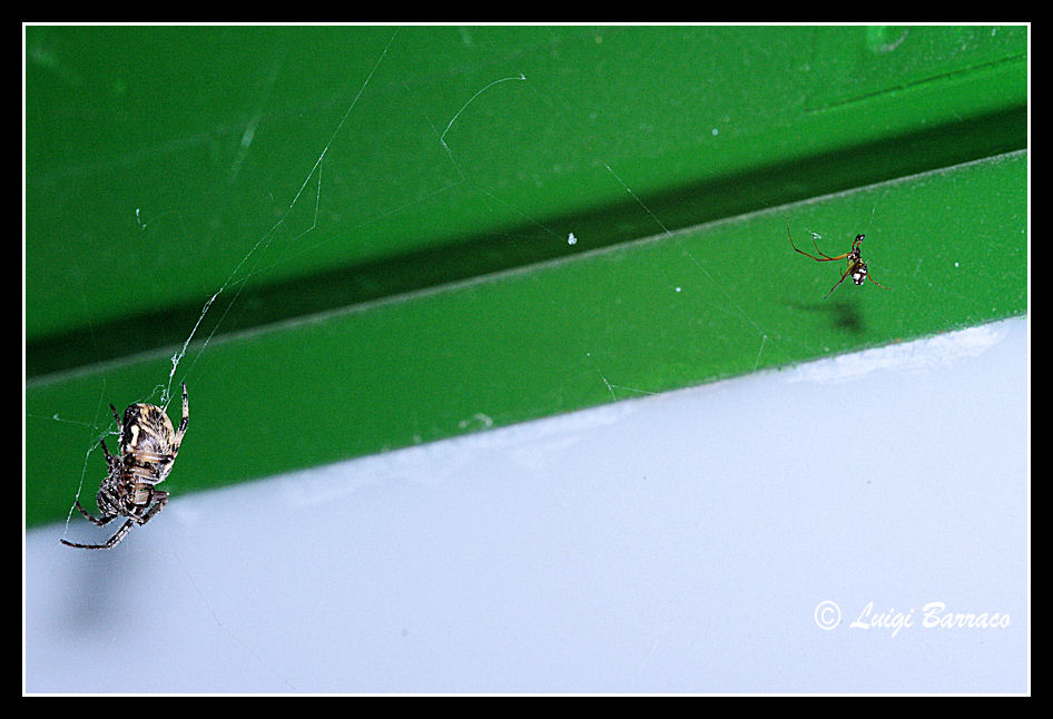 Cercate l''Argyrodes