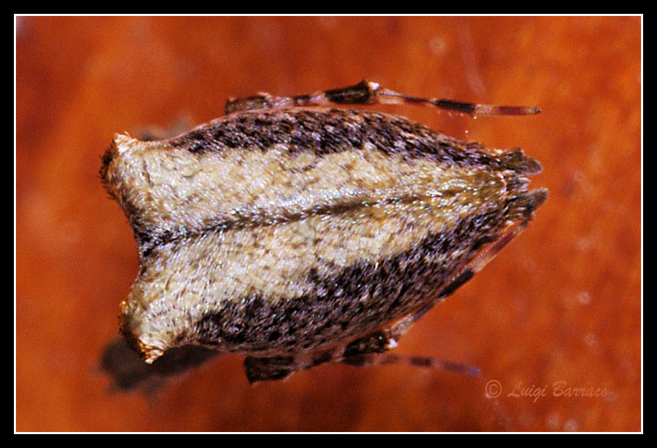 Uloborus plumipes