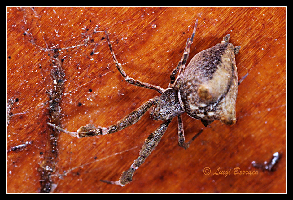 Uloborus plumipes