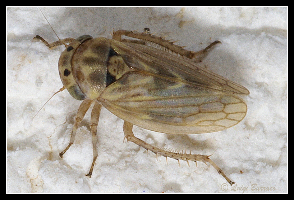 Nuovo omotterino - Cicadellidae Agallinae