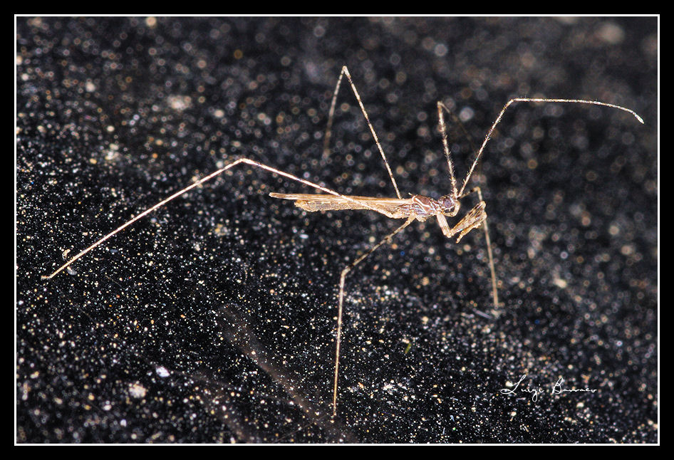 Reduviidae: Empicoris brevispinus della Sicilia