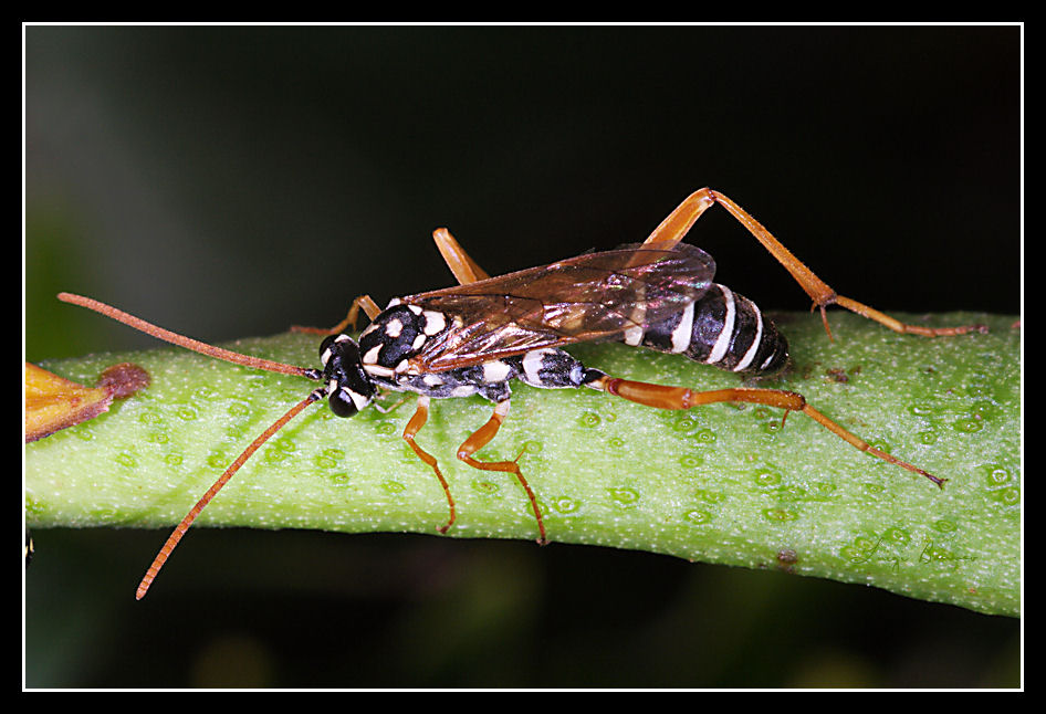 Individuo sospetto: Ichneumonidae del genere Latibulus