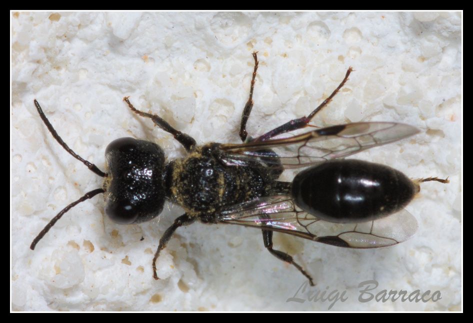Calimero... piccolo e nero: Pemphredon sp. (Crabronidae)