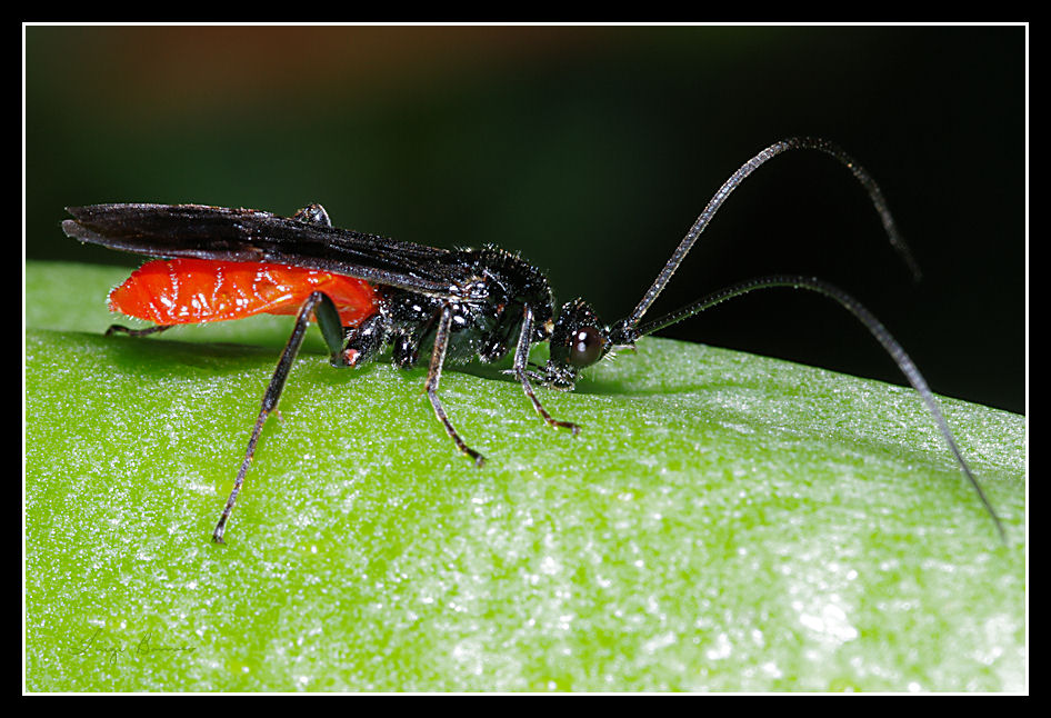 Braconidae rosso nero