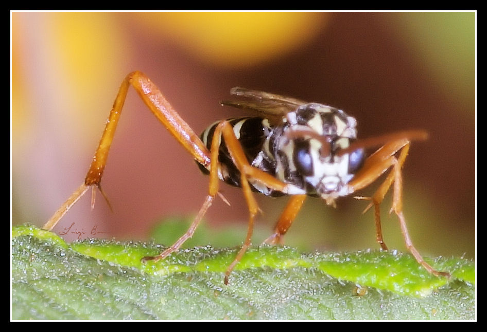 Individuo sospetto: Ichneumonidae del genere Latibulus