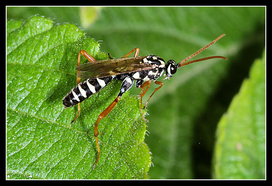 Individuo sospetto: Ichneumonidae del genere Latibulus