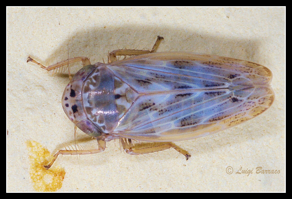 Cicadella: Euscelis sp. dalla Sicilia