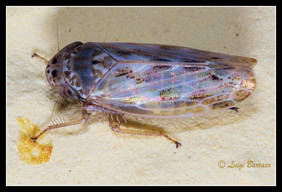 Cicadella: Euscelis sp. dalla Sicilia