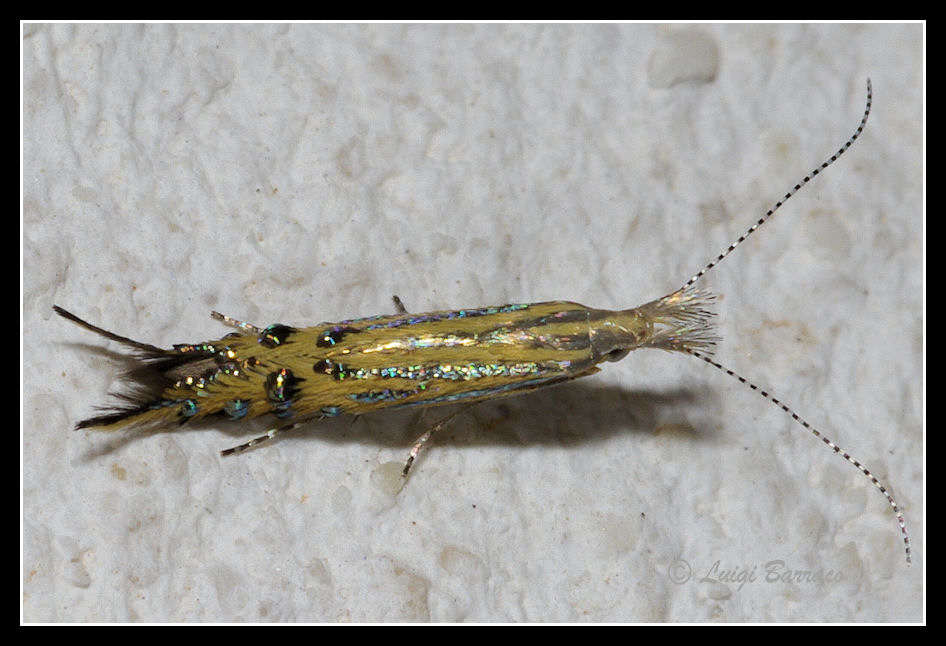 Micro lepidottero: Goniodoma auroguttella - Coleophoridae