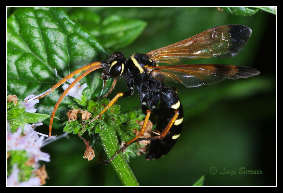 Individuo sospetto: Ichneumonidae del genere Latibulus