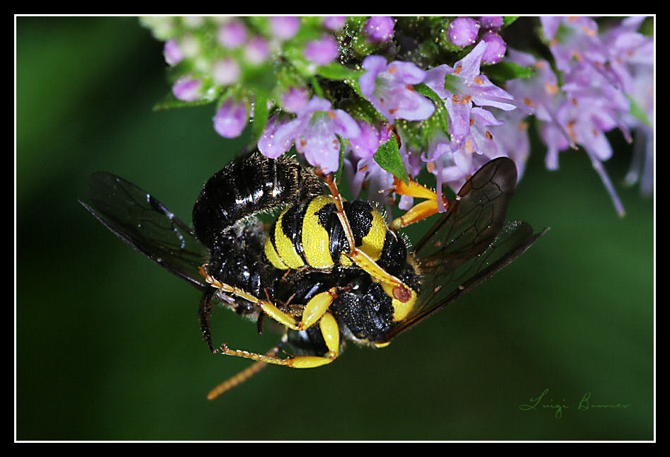 Idi di Marzo (Cerceris sp. che trafigge un Lasioglossum)