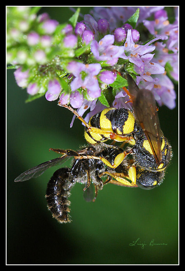Idi di Marzo (Cerceris sp. che trafigge un Lasioglossum)
