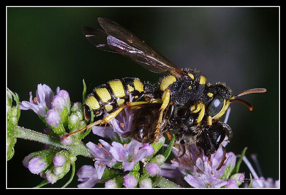 Idi di Marzo (Cerceris sp. che trafigge un Lasioglossum)