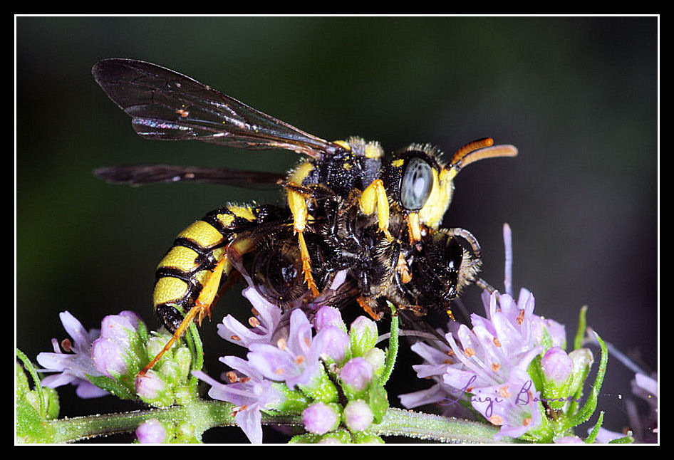 Idi di Marzo (Cerceris sp. che trafigge un Lasioglossum)