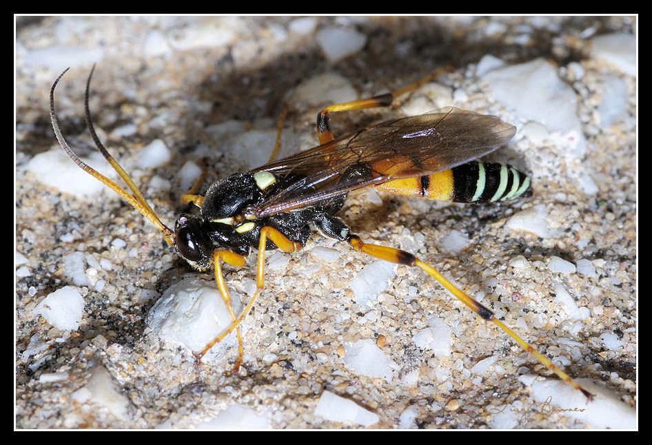 Eutanyacra picta ♂ (Ichneumonidae Ichneumoninae)