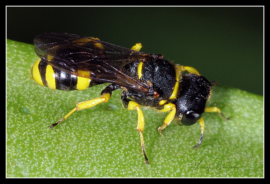 Testone: Crabronidae, forse Ectemnius sp.
