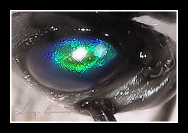 quiz occhi di smeraldo: Evania appendigaster