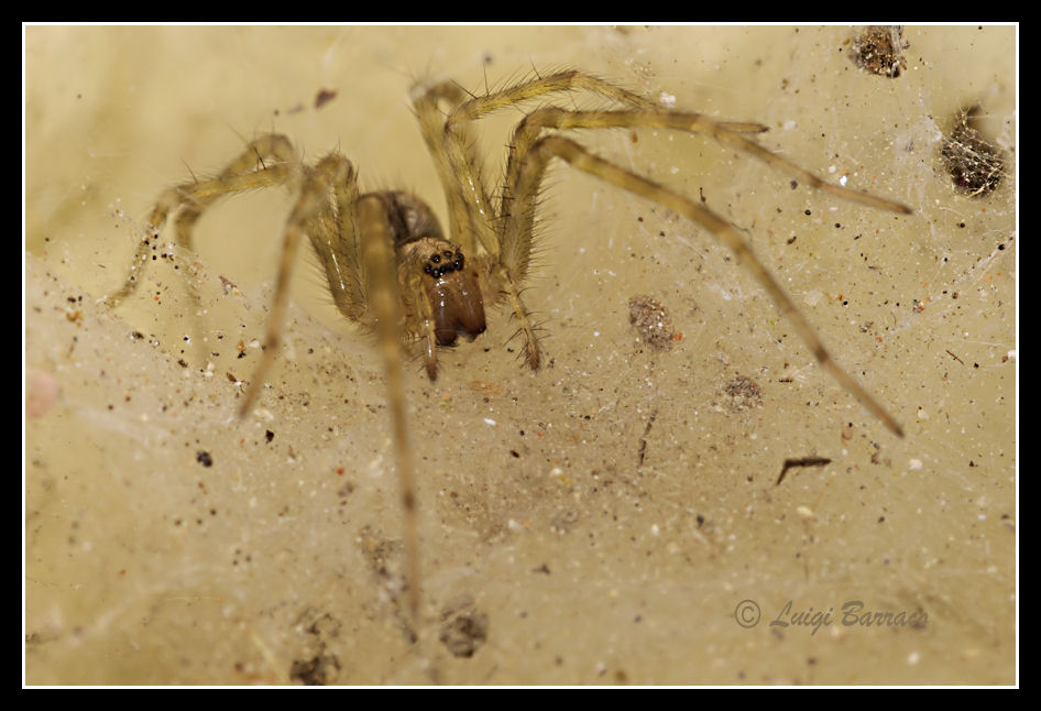 Tegenaria sp.