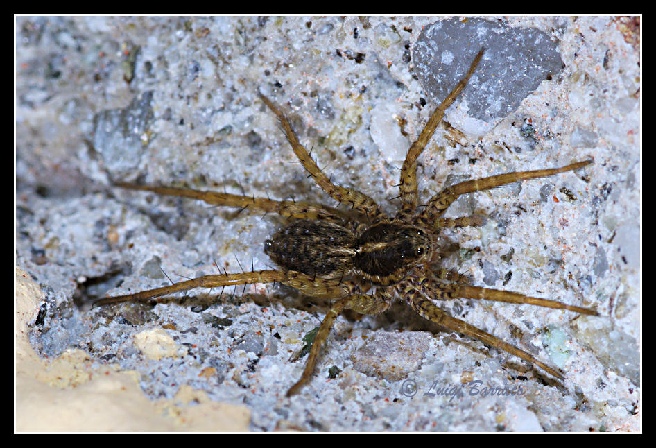 Pardosa sp.