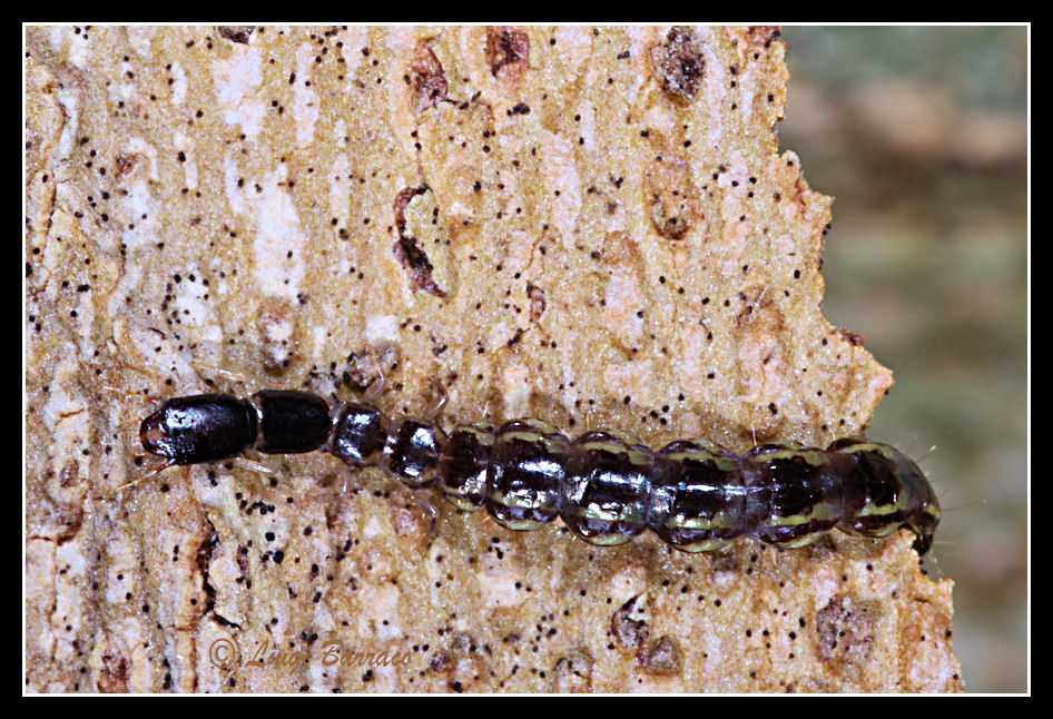 cf. Venustoraphidia sp.