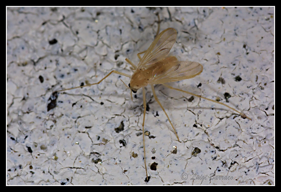 Possibile dittero Chironomidae.