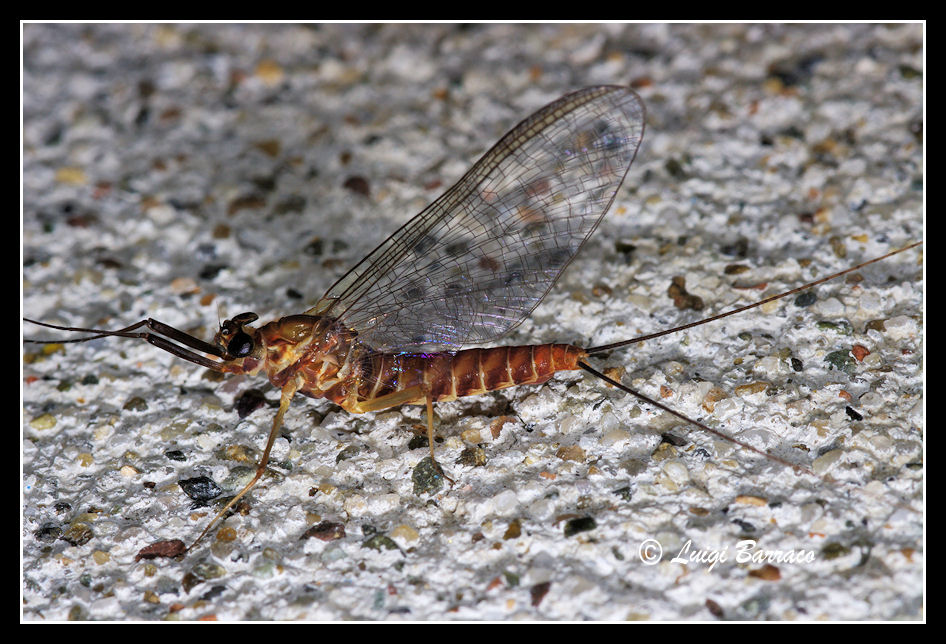 Ecdyonurus venosus