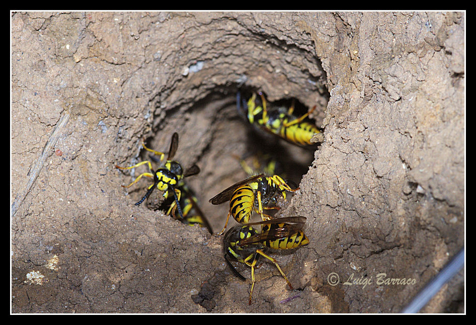 Nido di Vespula cfr germanica nel terreno