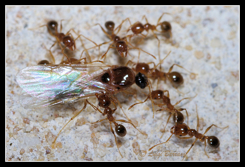 Sciamatura Pheidole pallidula