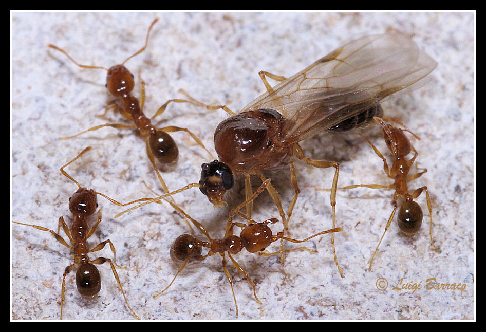 Sciamatura Pheidole pallidula