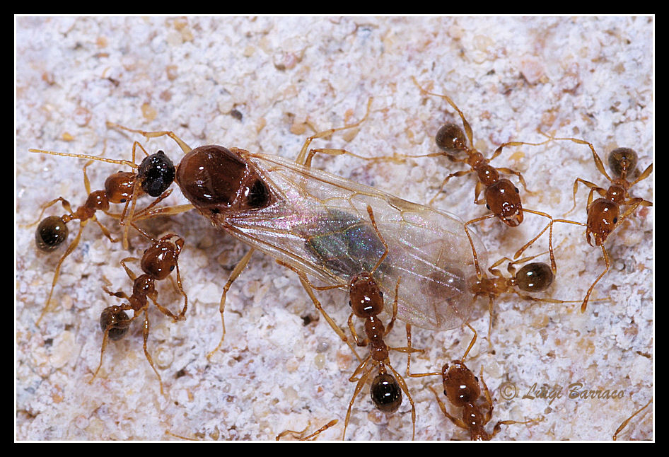 Sciamatura Pheidole pallidula