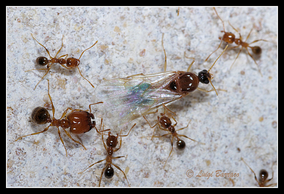 Sciamatura Pheidole pallidula