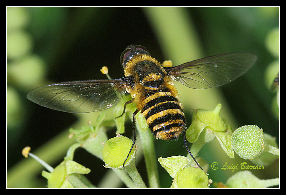 Villa sp. (Bombyliidae)