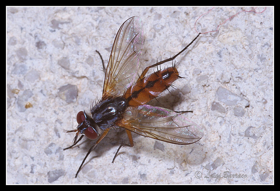 Mintho cf. rufiventris (Tachinidae)