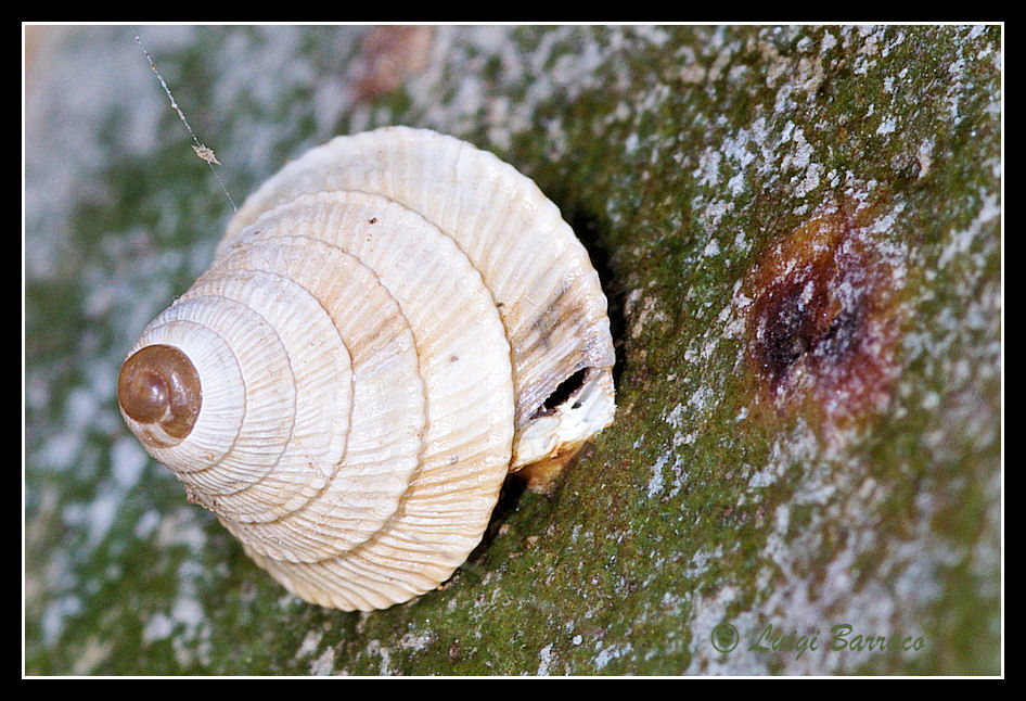 Novello Tarzan: Trochoidea caroni a Inici