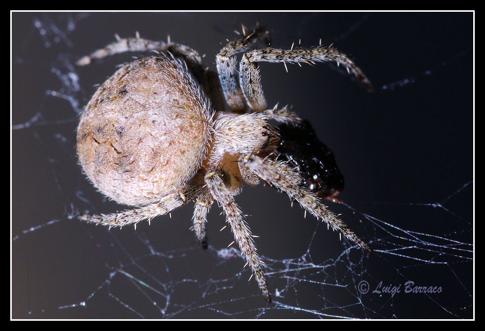 Araneus? No. Neoscona subfusca