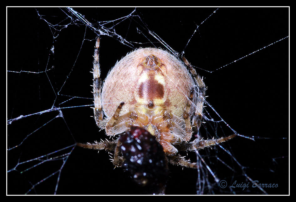 Araneus? No. Neoscona subfusca