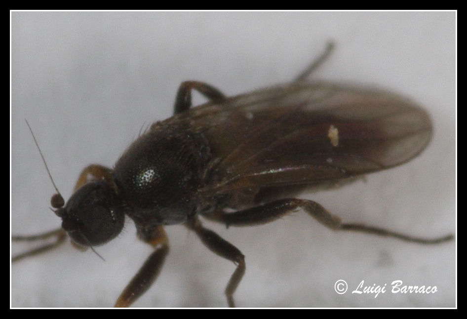 Macro un po'' pi spinto